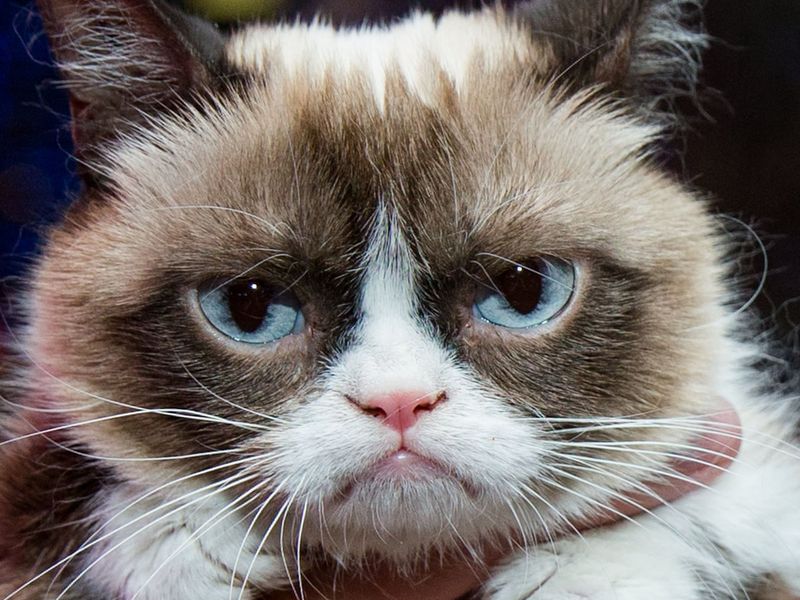 Grumpy Cat