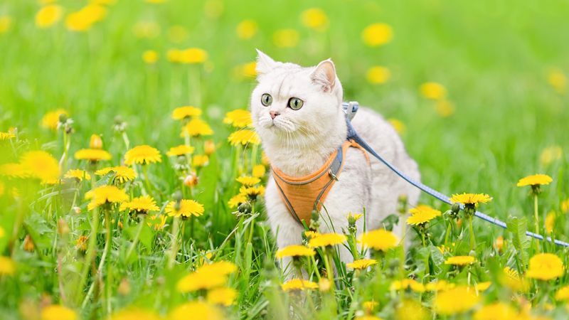 Harness Training Adventure