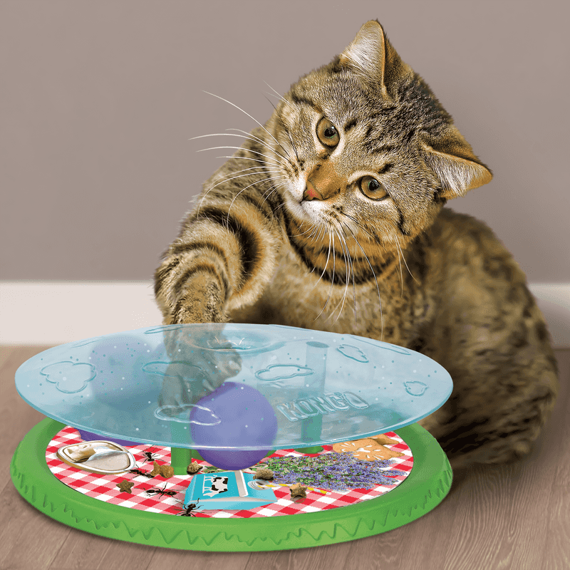 Interactive Toys and Enrichment