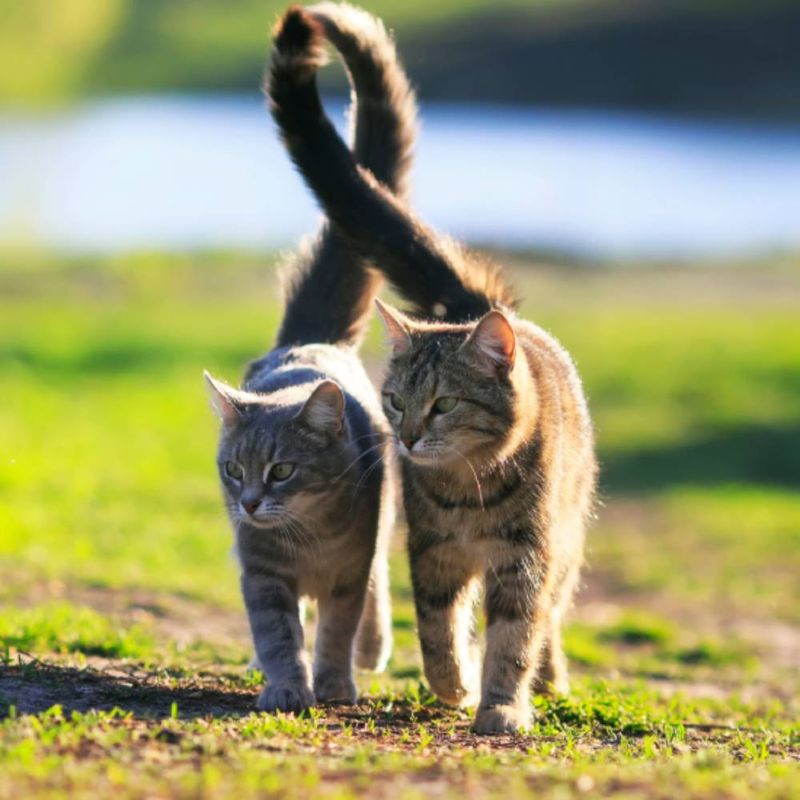 Tail Twining or Wrapping