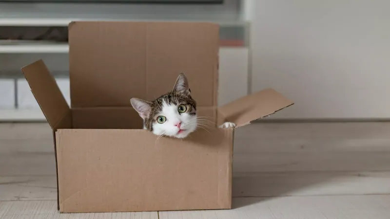 Buying Toys, but They Want the Box