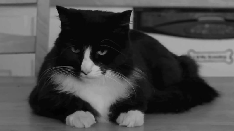 Henri, Le Chat Noir