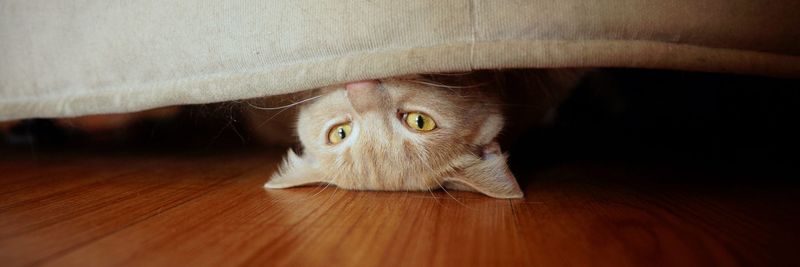 Hide and Seek