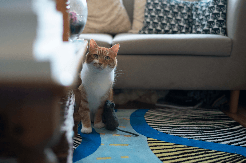 Hiding Excessively