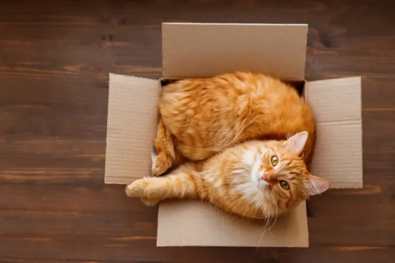 Hiding in Boxes