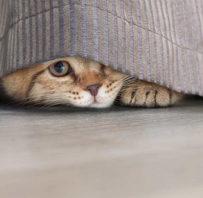 Hiding or Withdrawal