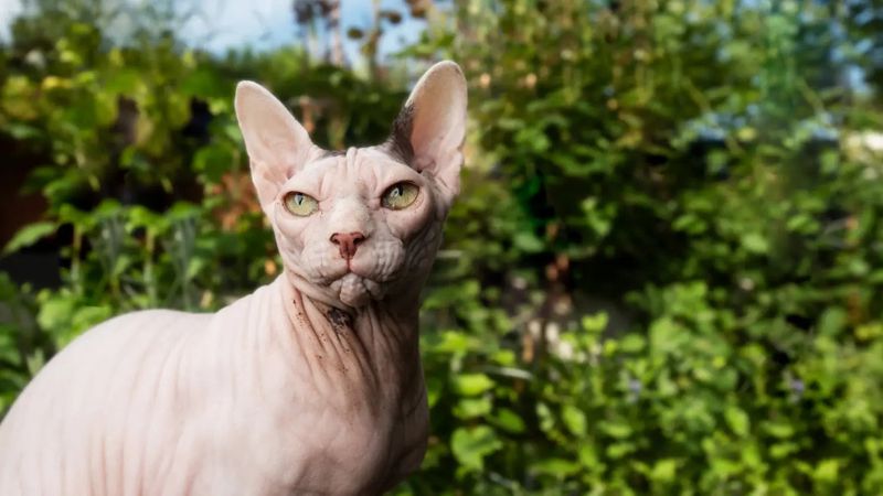 Hypoallergenic Myth