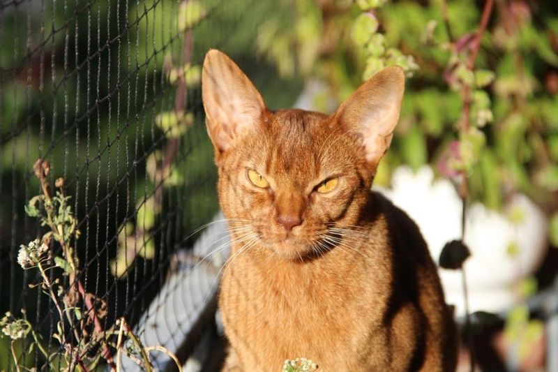 Chausie (Jungle Cat + Abyssinian)