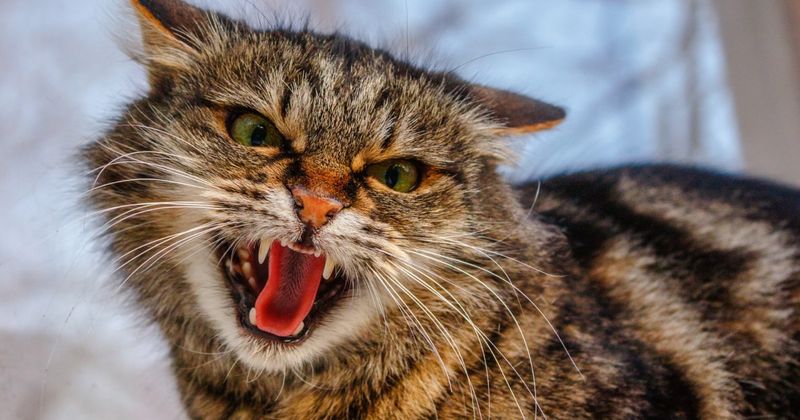 Hissing or Growling