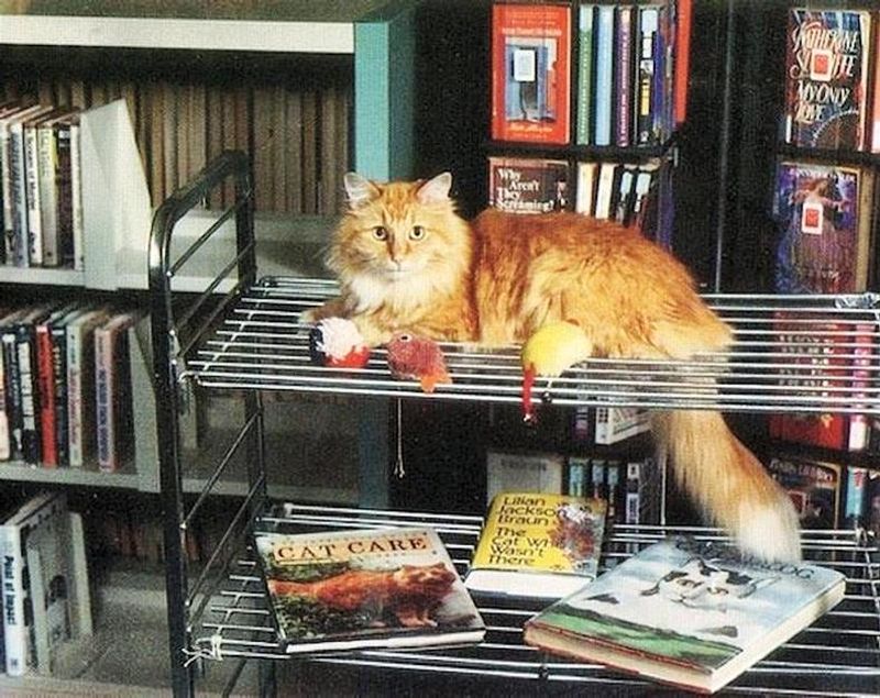 Dewey: The Library Cat