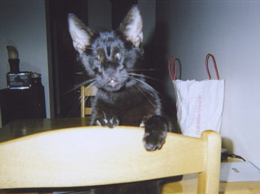 Homer: The Blind Wonder Cat