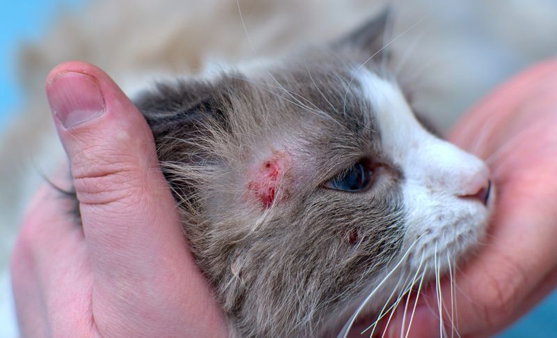 Skin Infections