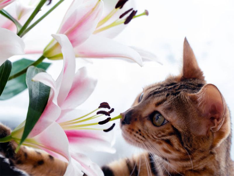 Houseplants like Lilies