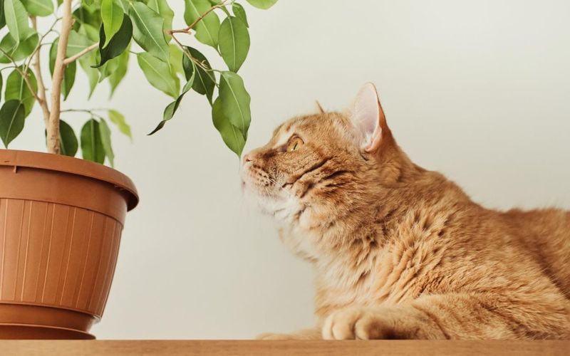 Houseplants