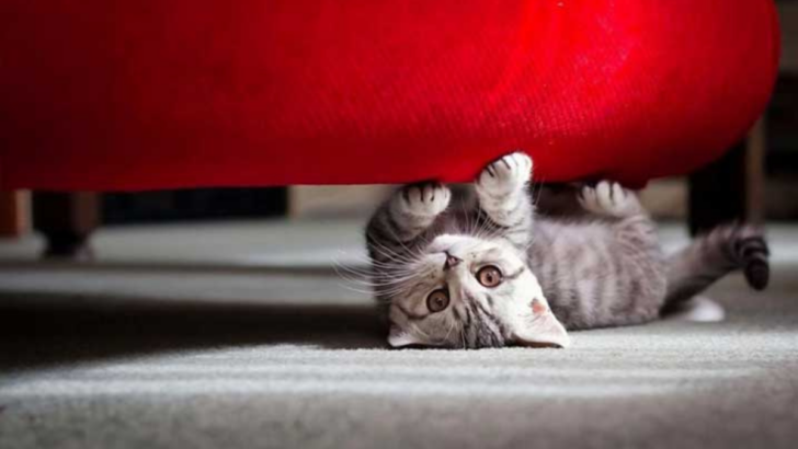 How Can You Stop Your Cat from Ruining Your Favorite Chair?