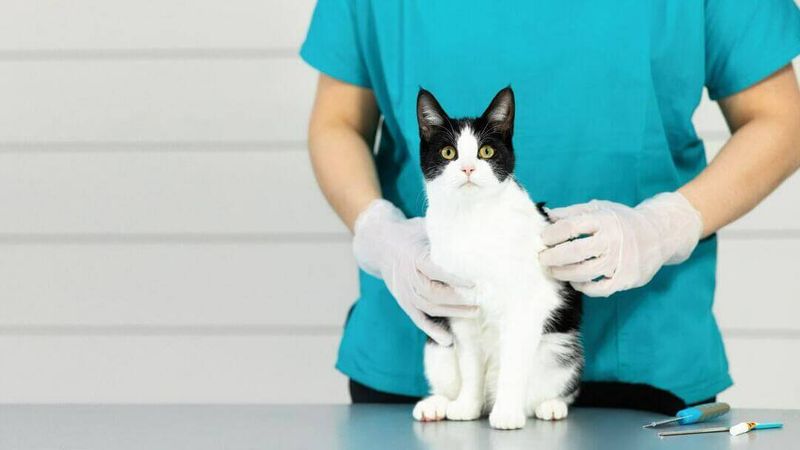 Diagnosing Cat Flu