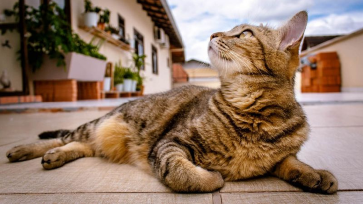 How Loyal Are Outdoor Cats? 11 Facts About Their Bond With You