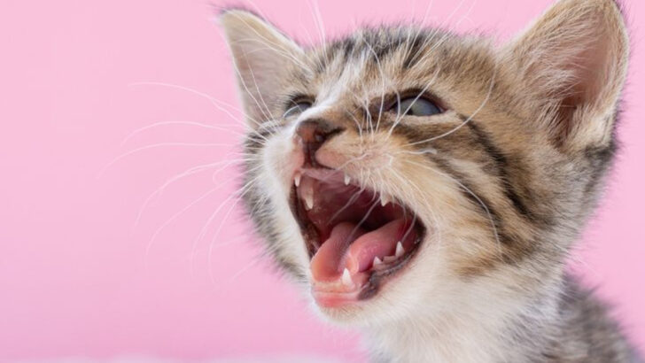 How Many Teeth Do Cats Have? 13 Facts That Will Amaze You