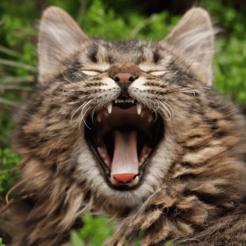 Cats Have 30 Adult Teeth