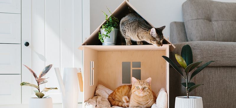 The Cozy Corner