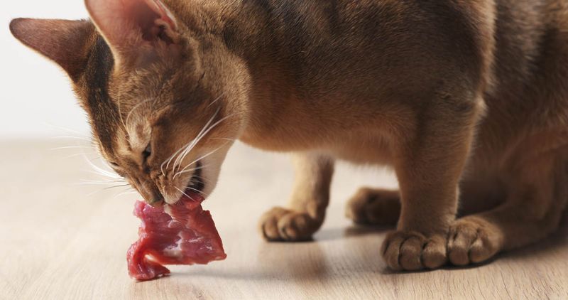 Cats Are Obligate Carnivores