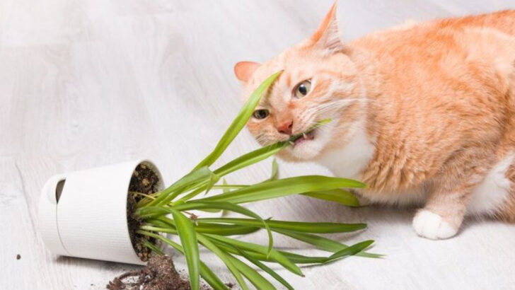 How Vegan Diets Harm Cats — 9 Crucial Insights