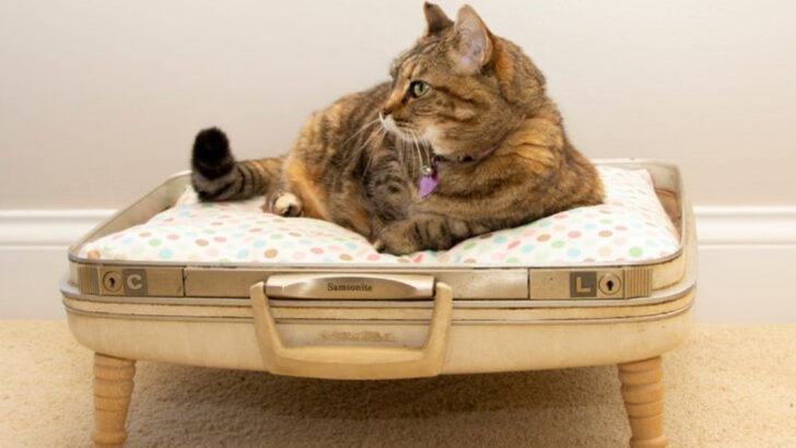 How To Turn an Old Suitcase Into a Cozy Pet Bed in 7 Steps