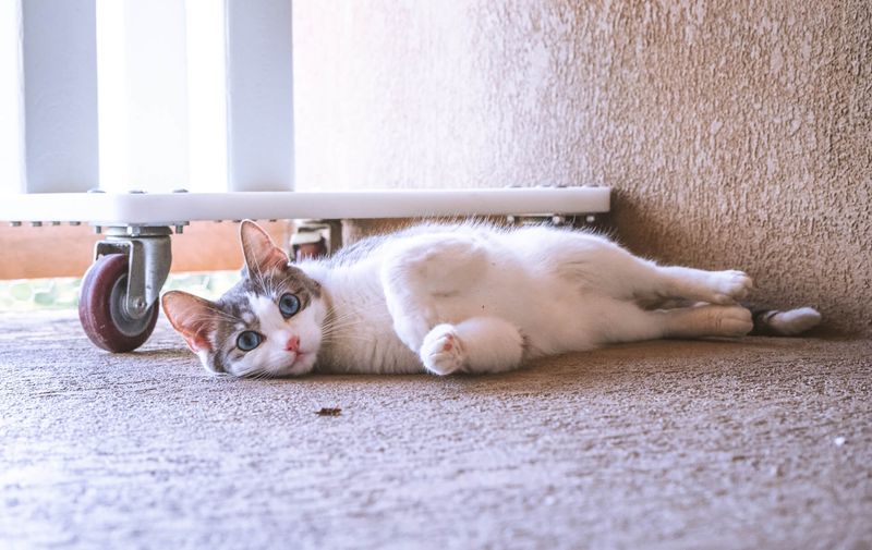 Hunting Instincts Heightened
