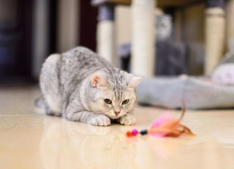 Hunting Play