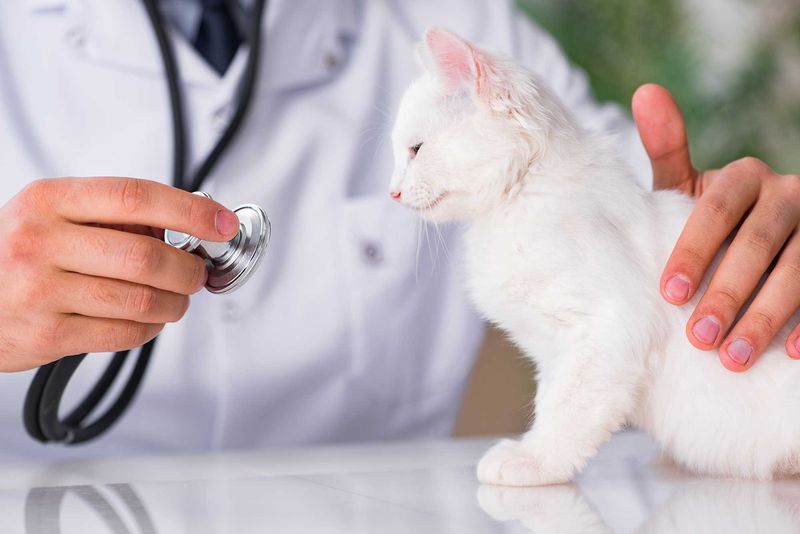 Regular Vet Checkup