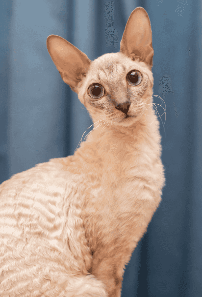Unique Appearance