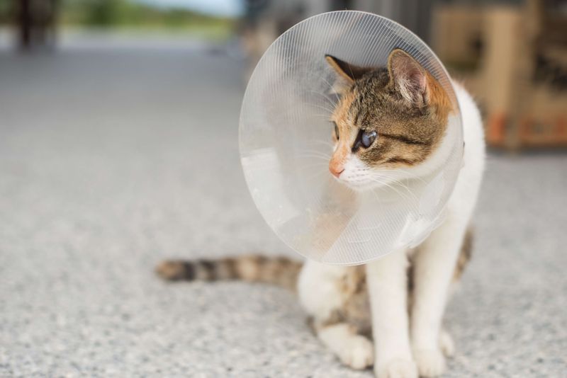 Consider Spaying or Neutering