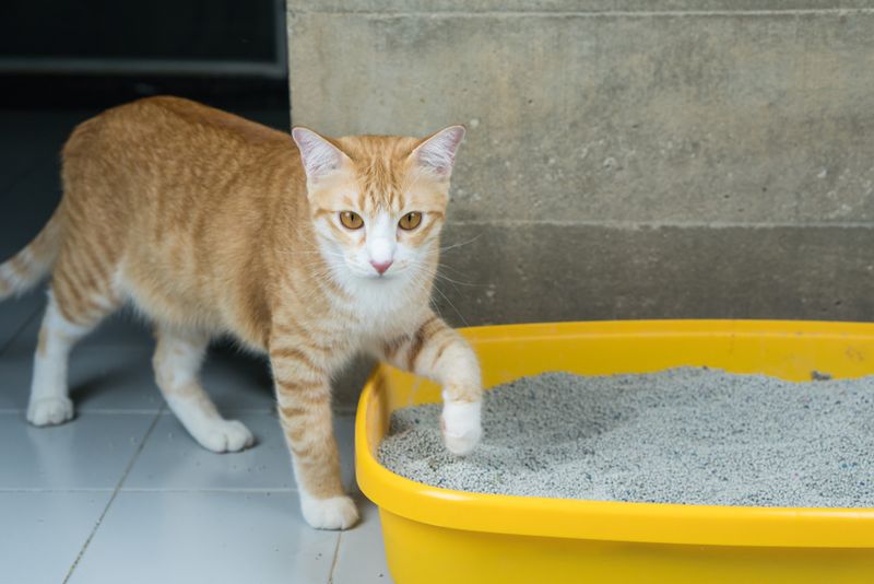 Using Scented Cat Litter