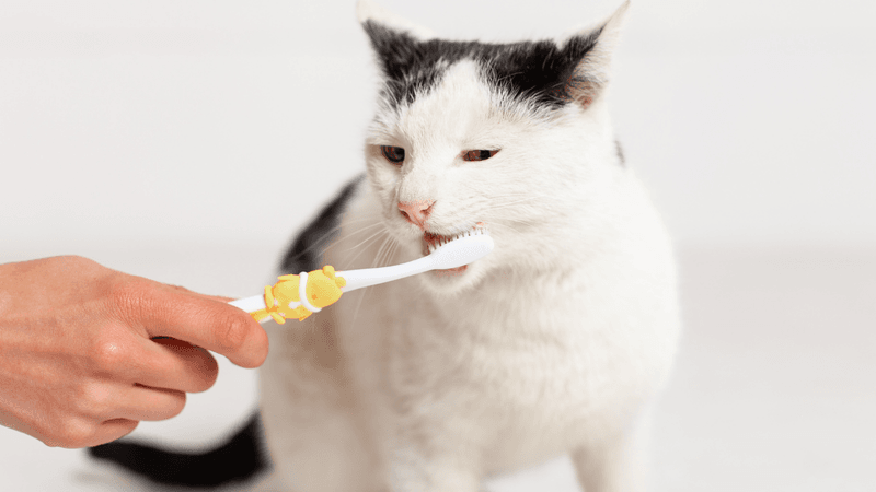 Ignoring Dental Care