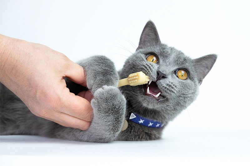 Ignoring Dental Health