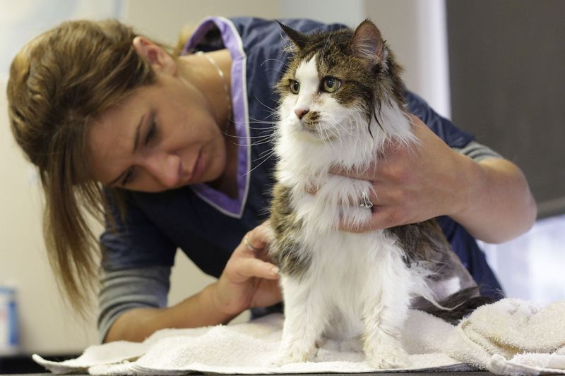 Ignoring Grooming Needs