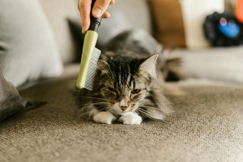 Ignoring Grooming Needs