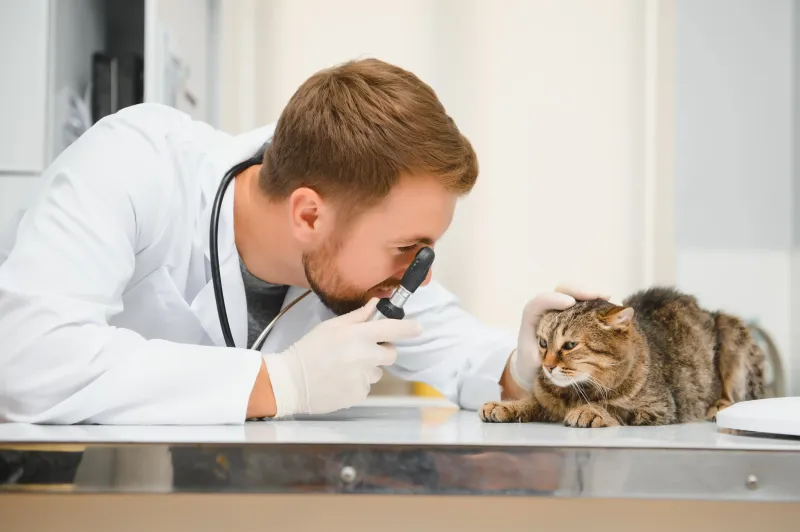 Ignoring Regular Vet Visits