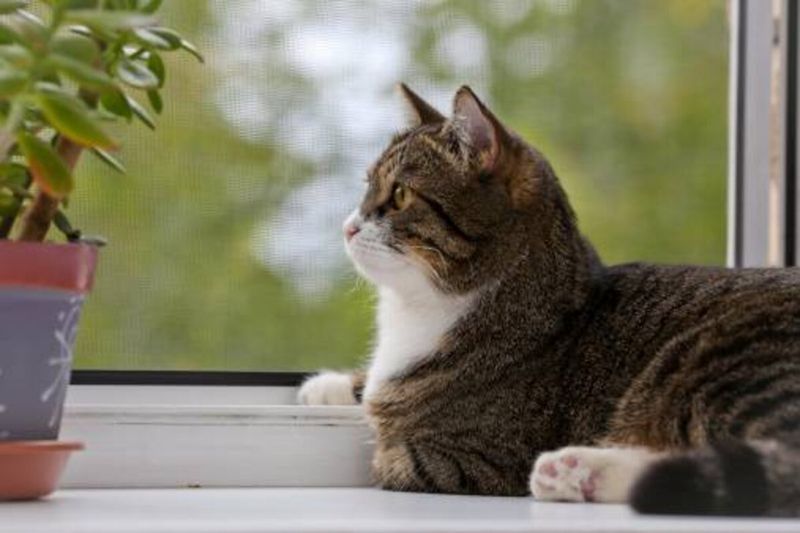 Ignoring Their Owner