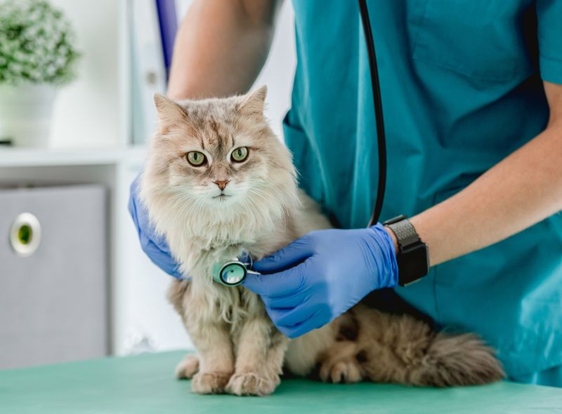 Importance of Regular Veterinary Visits