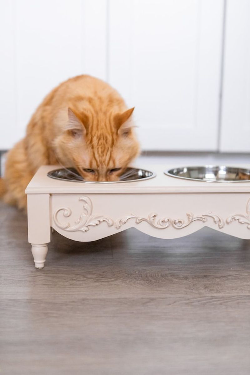 Helps Prevent Vomiting in Some Cats