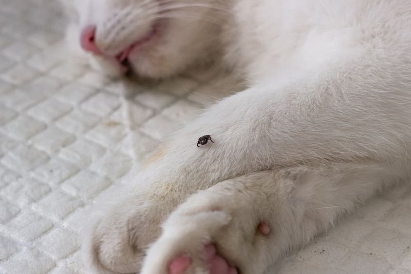 Between the Toes