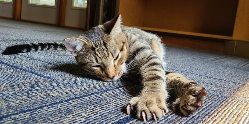 Inadequate Scratching Posts