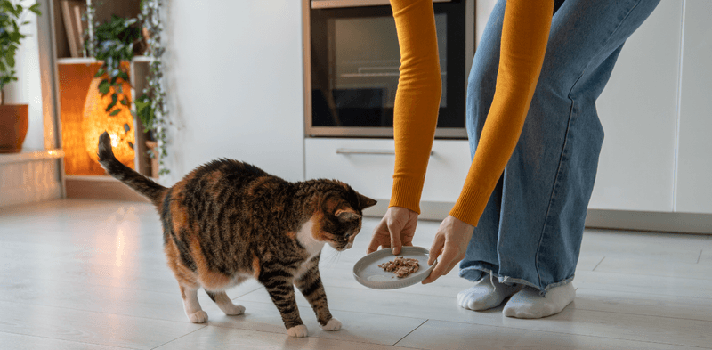 Inconsistent Feeding Schedule