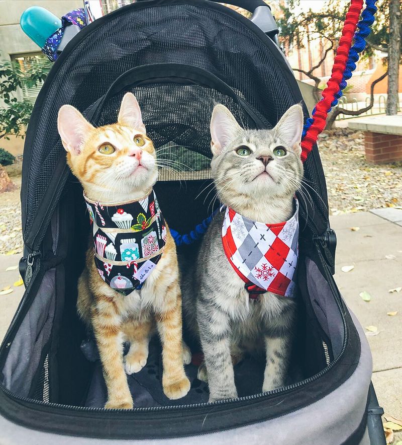 Read Your Cat’s Body Language