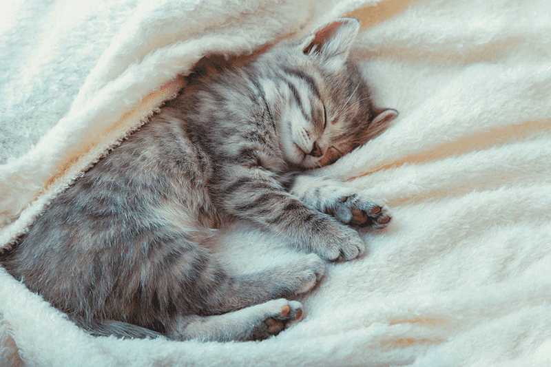 Increased Sleeping