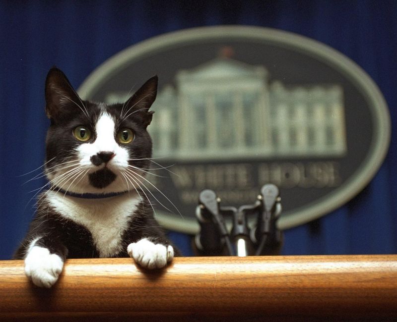 Socks – Bill Clinton