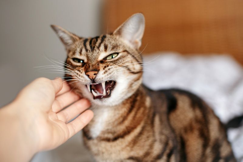 Zoonotic Disease Transmission