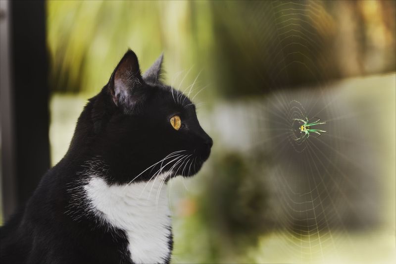 Insects and Pest Infestations