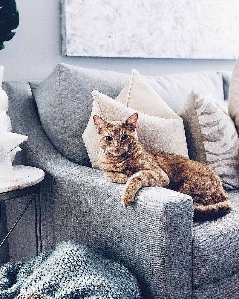 Under Couch Cushions